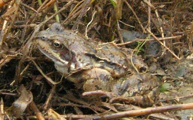 picture of a mature frog