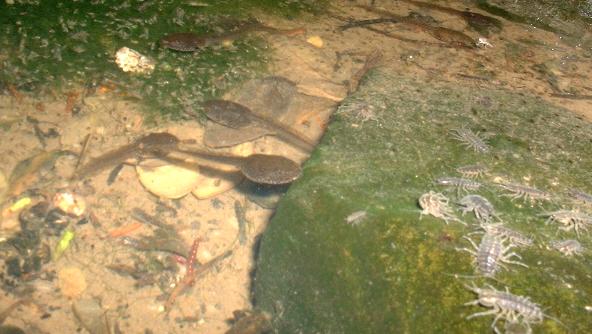 picture of tadpoles