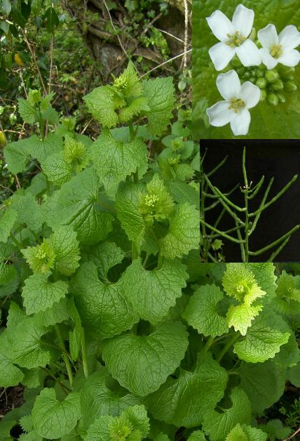 image of Garlic Mustard, Alliaria petiolata