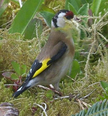 image of a goldfinch
