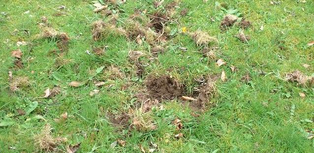 picture of badger damage on a lawn