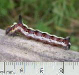 picture of a GREY DAGGER CATERPILLAR click for more information