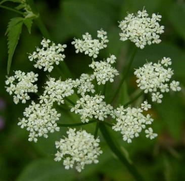 picture of Ground-elder flowers