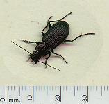 picture of GROUND BEETLE click for more information