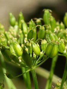 picture of Ground-elder seed capsules