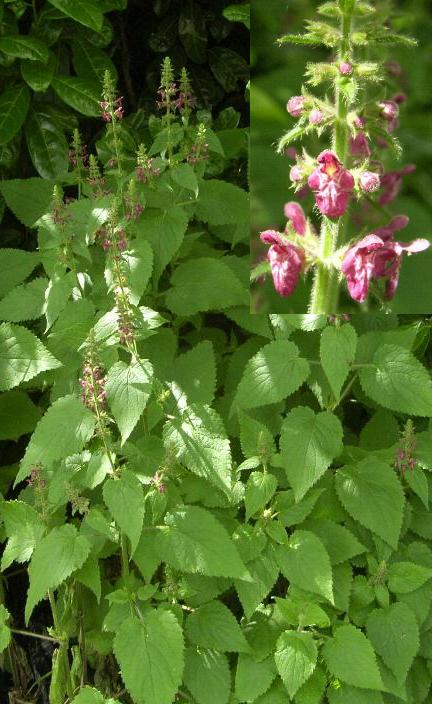 picture of Hedge Woundwort