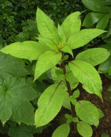 picture of Himalayan Balsam