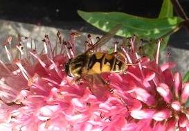 picture of Hover Fly - Helophilus trivittatus
