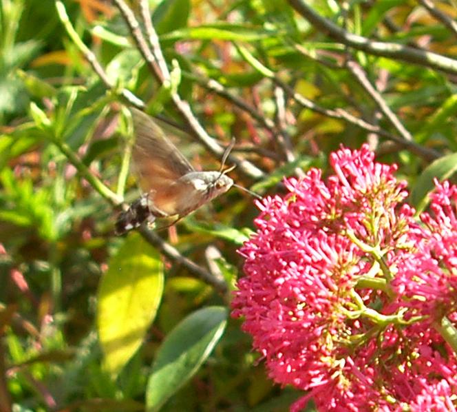 image of a Hummingbird Hawk-moth, Macroglossum stellatarum