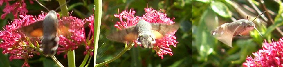 hummingbird Hawk-moth in flight