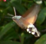 picture of a HUMMINGBIRD HAWK-MOTH click for more information