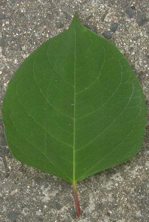 image of Japanese Knotweed leaf