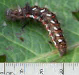 picture of a KNOT GRASS MOTH CATERPILLAR click for more information