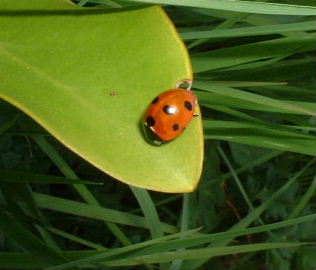 picture of a ladybird