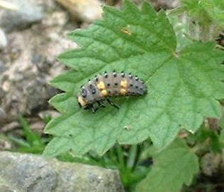 picture of ladybird larva