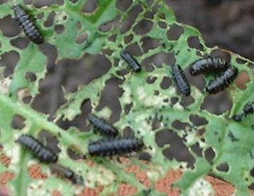 picture of leafbeetle larvae
