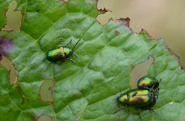 picture of leaf beetles