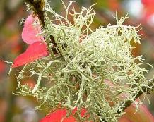 CLICK FOR INFORMATION ON LICHENS