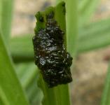picture of RED LILY BEETLE LARVA click for more information