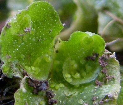 picture of gemmae on liverwort thallus