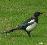 picture of a MAGPIE click for more information
