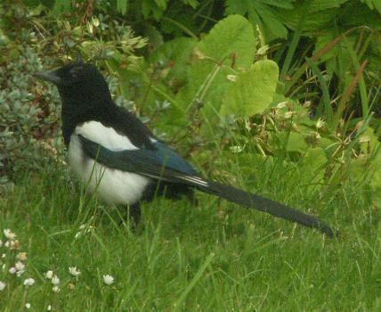 picture os a European Magpie