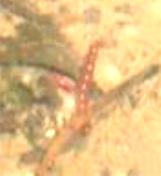 picture of a midge larva