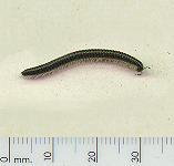 picture of a MILLIPEDE click for more information
