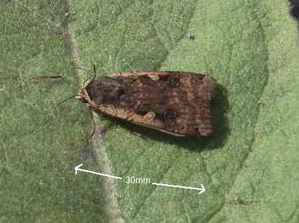 picture of Large Yellow Underwing Moth