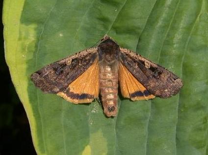 picture of Large Yellow Underwing Moth