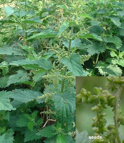 picture of STINGING NETTLE