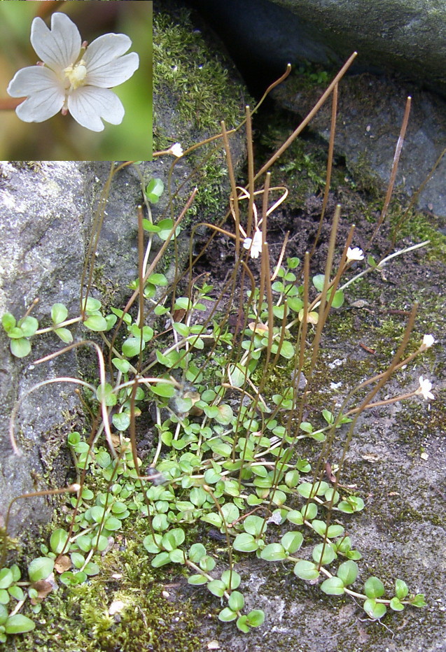 picture of NEW ZEALAND WILLOWHERB