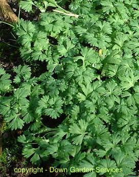 picture of PARSLEY-PIERT
