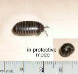 picture of a PILL MILLIPEDE click for more information