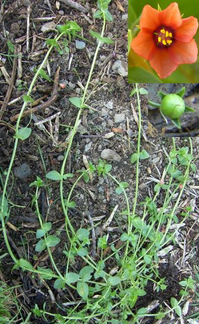 image of scarlet pimpernel