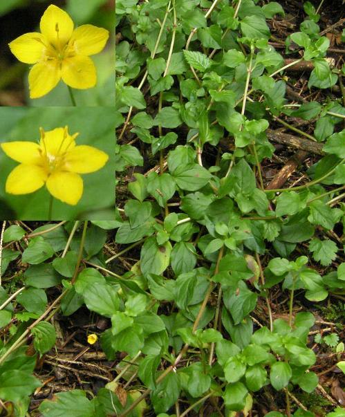 picture of yellow pimpernel