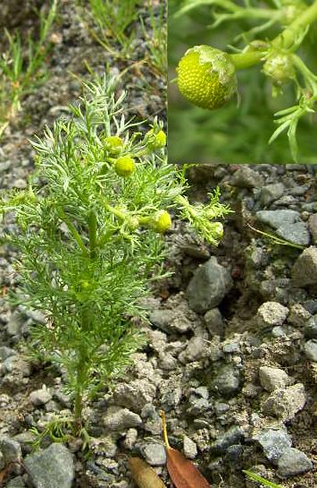 picture of PINEAPPLEWEED