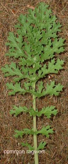 LINK TO A MONOGRAPH ON RAGWORT