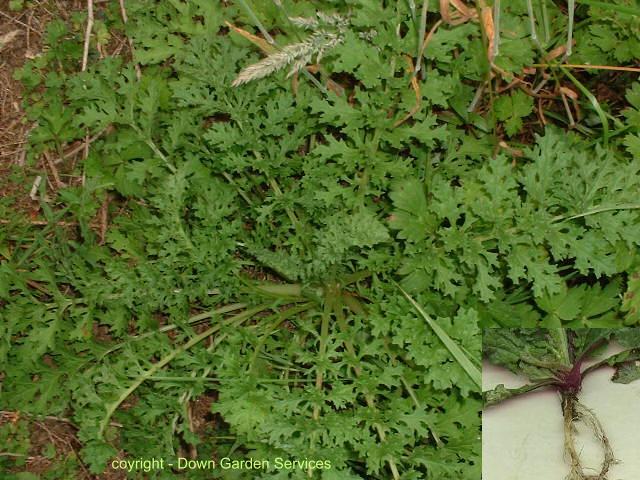 picture of Common Ragwort