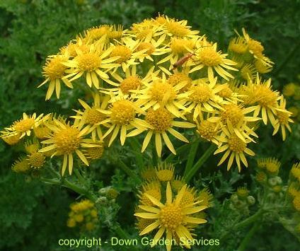 picture of ragwort flowers