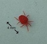 picture of a RED VELVET MITE click for more information