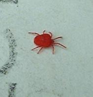 picture of red velvet mite
