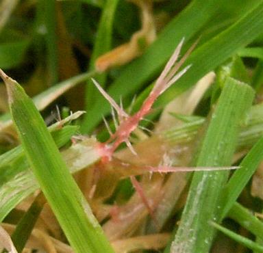 pictire of grass with red thread fruiting body
