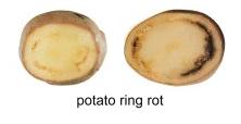 picture of potato ring rot