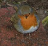 picture of a ROBIN click for more information