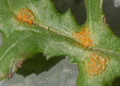 picture of rust pustules on a groundsel leaf