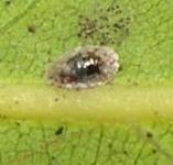 picture of BROWN SCALE INSECT click for more information