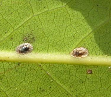 picture of soft brown scale insects