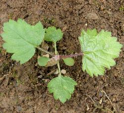 bramble seedling picture