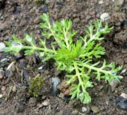 pineapple weed seedling picture